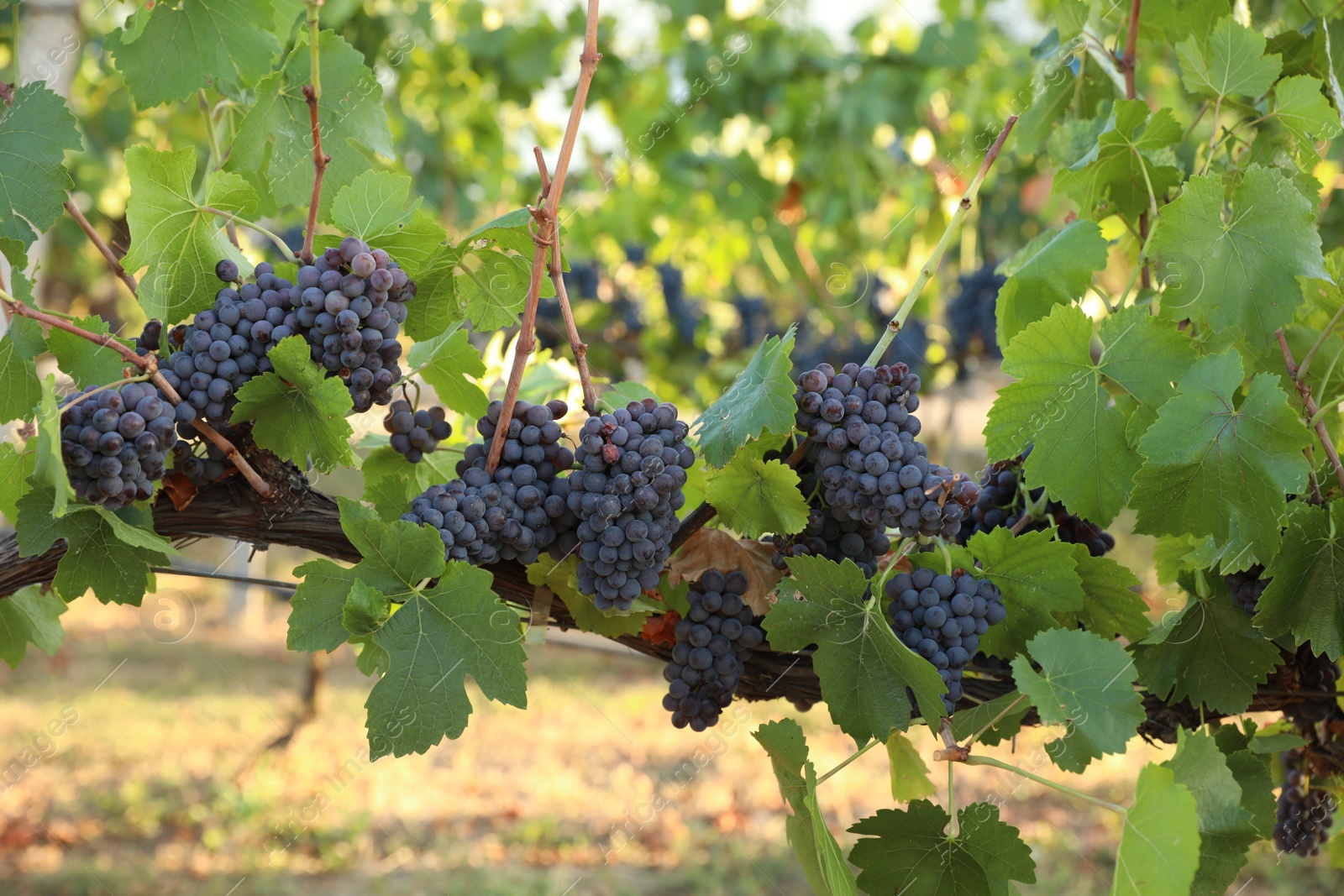 Photo of Delicious ripe grapes in vineyard. Harvest season