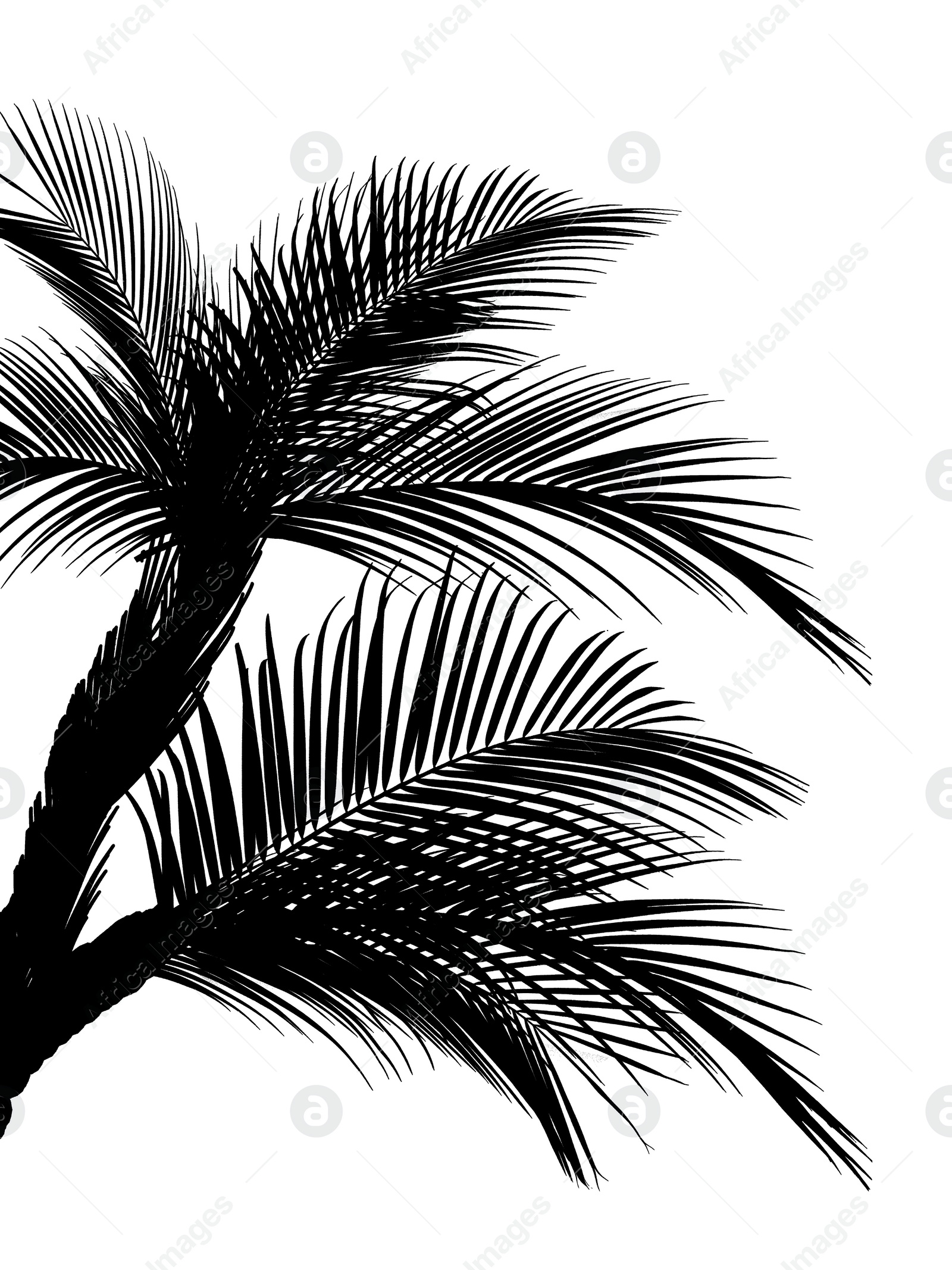 Image of Silhouette of beautiful palm leaves on white background