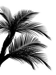 Image of Silhouette of beautiful palm leaves on white background