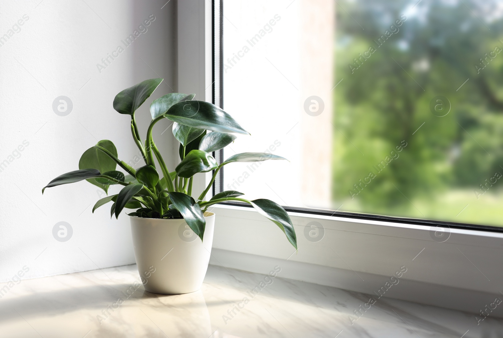 Photo of Beautiful houseplant with green leaves in pot on white window sill indoors. Space for text