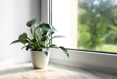 Photo of Beautiful houseplant with green leaves in pot on white window sill indoors. Space for text