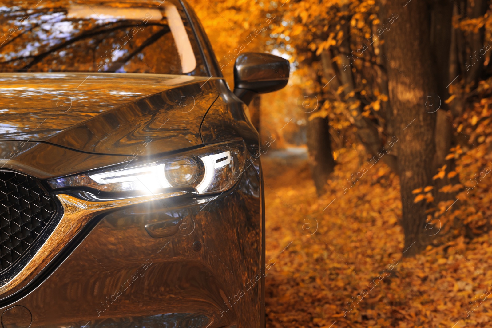 Photo of Black modern car in autumn forest, closeup. Space for text