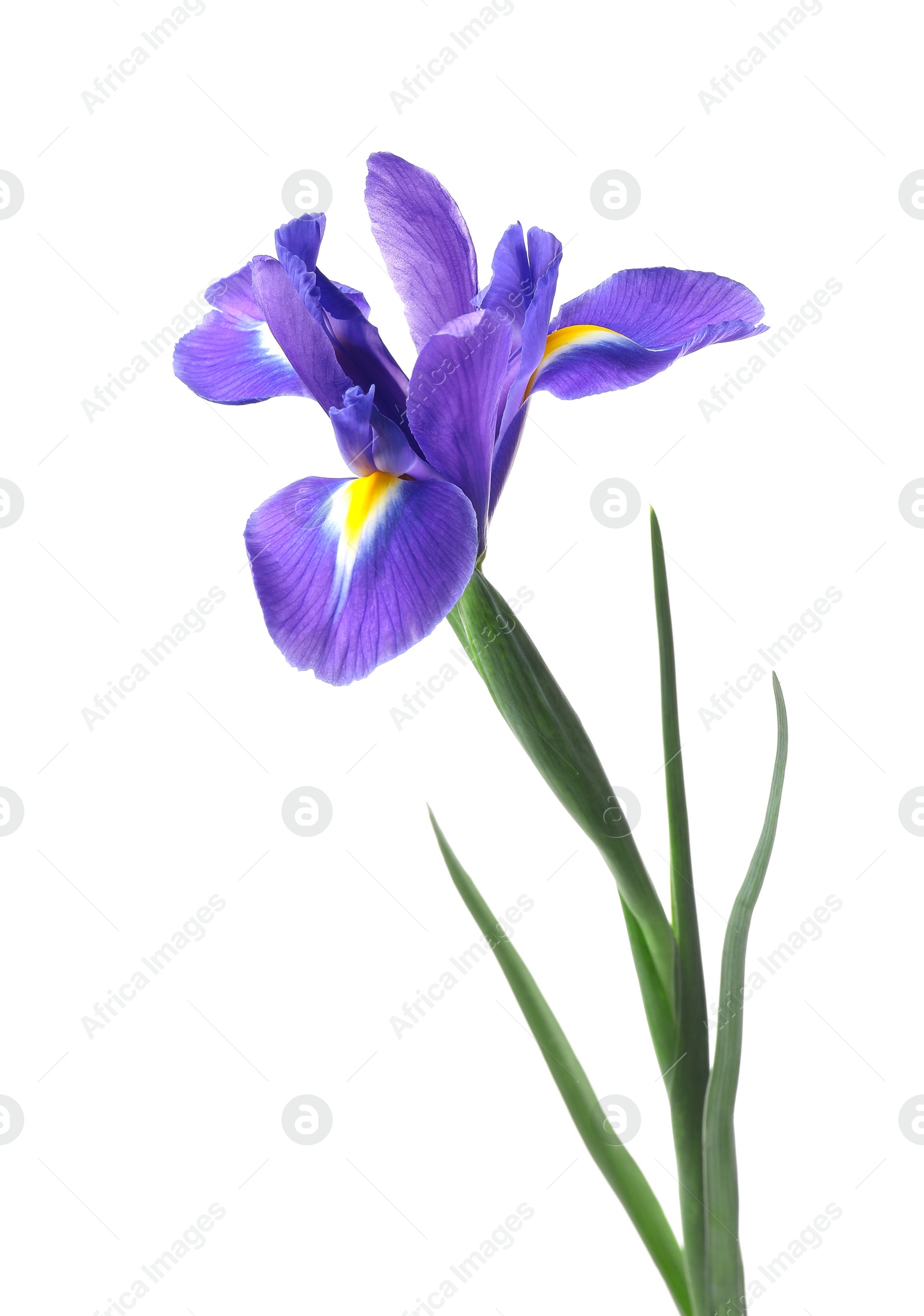 Photo of Beautiful violet iris flower isolated on white