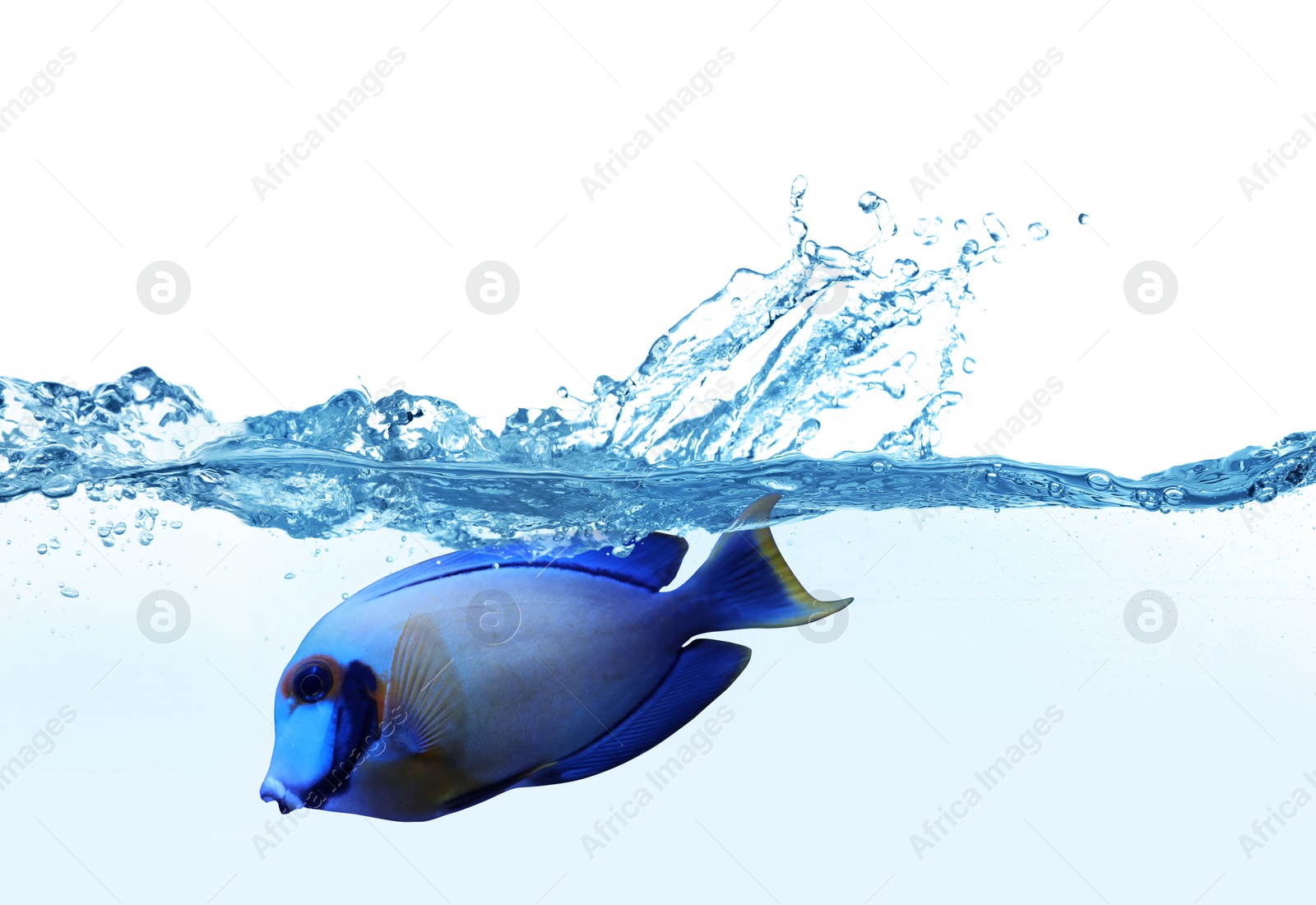 Image of Beautiful bright tropical surgeonfish in clear water