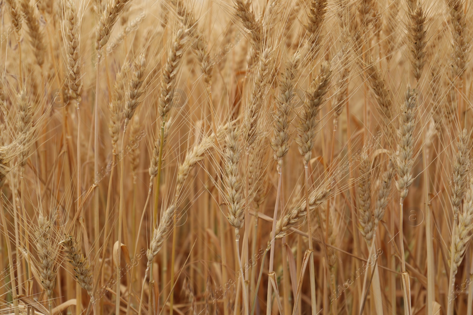 Photo of Beautiful ripe wheat spikes in agricultural field