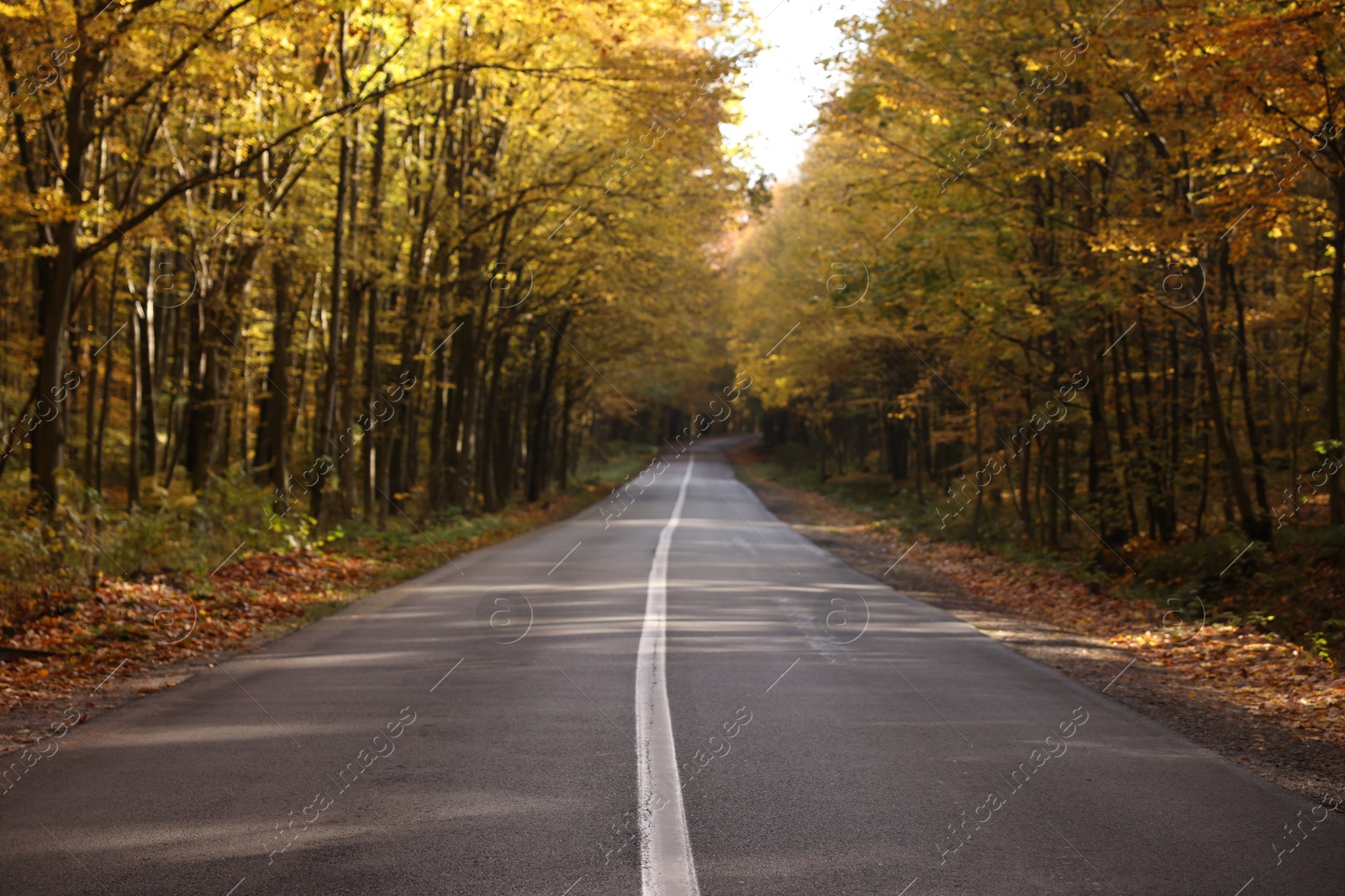 Photo of Beautiful view of asphalt road going through autumn forest