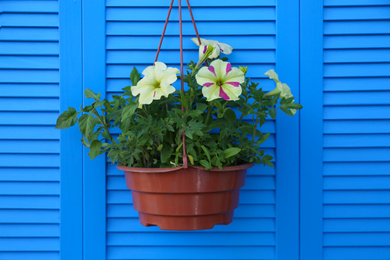 Photo of Beautiful petunia flowers in pot on blue wooden background