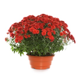 Beautiful red chrysanthemum flowers on white background