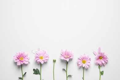 Beautiful pink chamomile flowers on white background, flat lay. Space for text