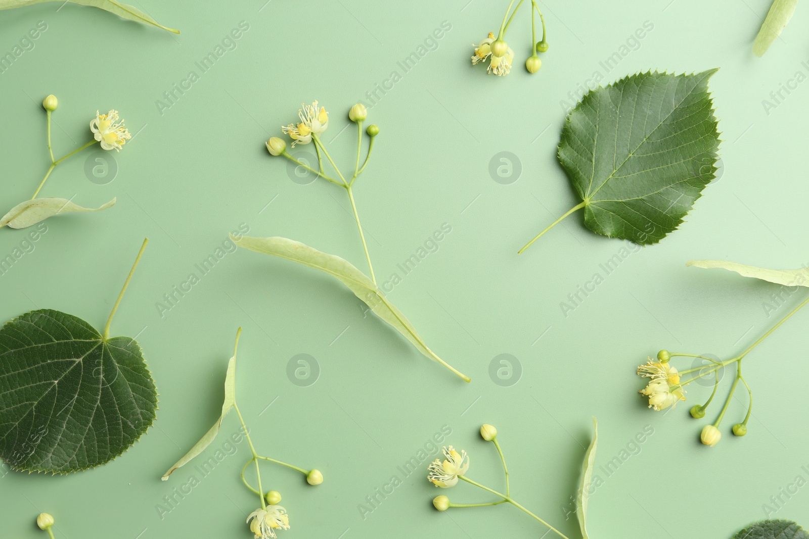 Photo of Beautiful linden blossoms and leaves on green background, flat lay