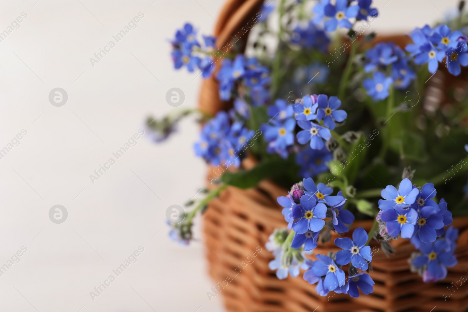 Photo of Beautiful blue forget-me-not flowers in wicker basket on white background, closeup. Space for text
