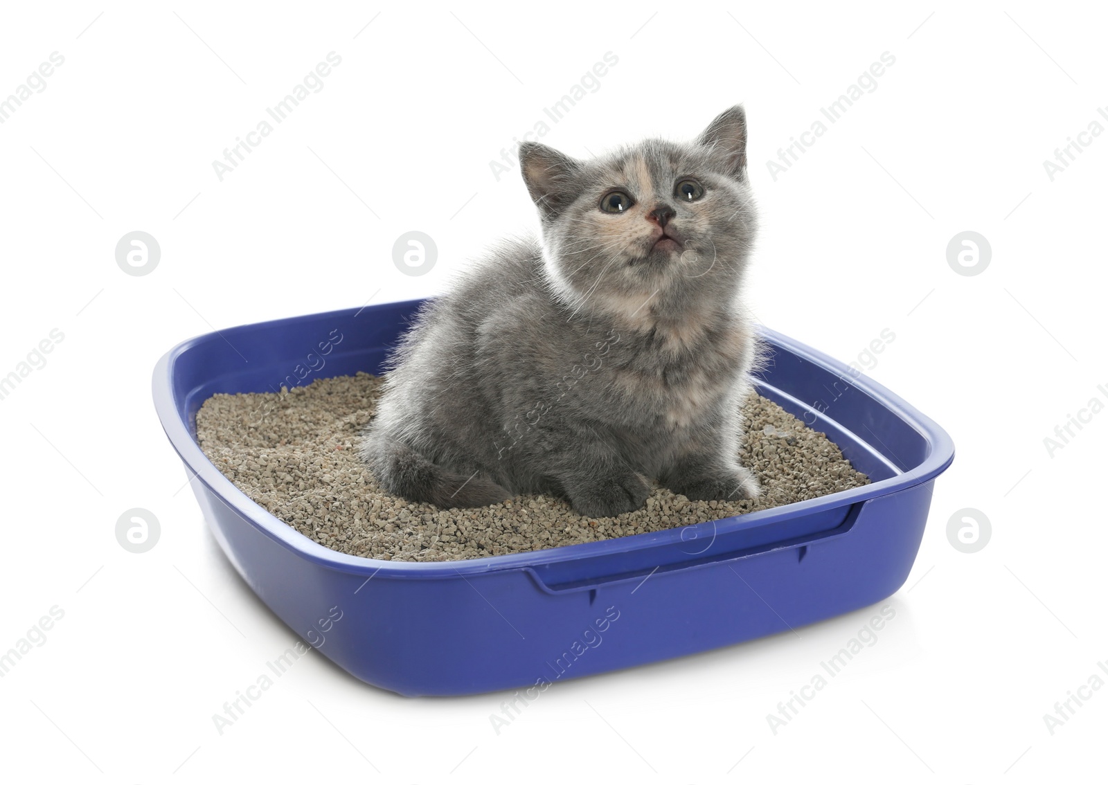 Photo of Cute British Shorthair kitten in litter box on white background