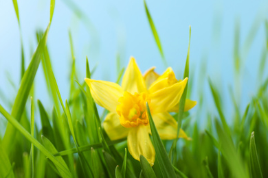 Photo of Bright spring grass and daffodil against light blue background, closeup