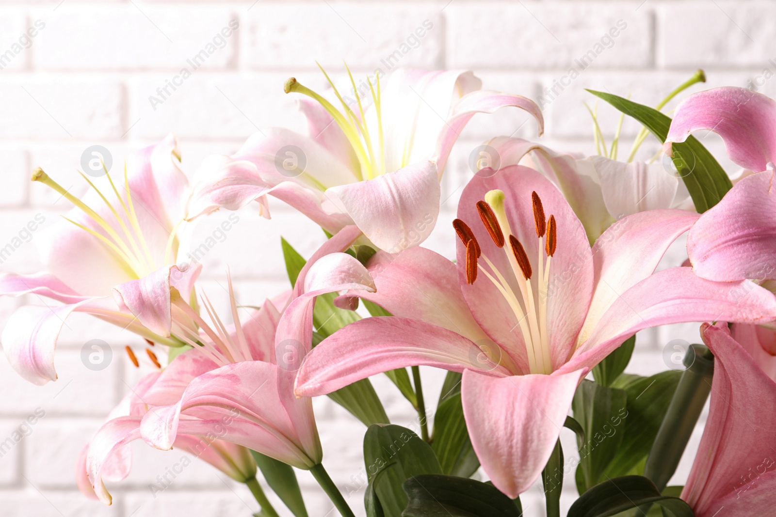 Photo of Beautiful blooming lily flowers on brick wall background