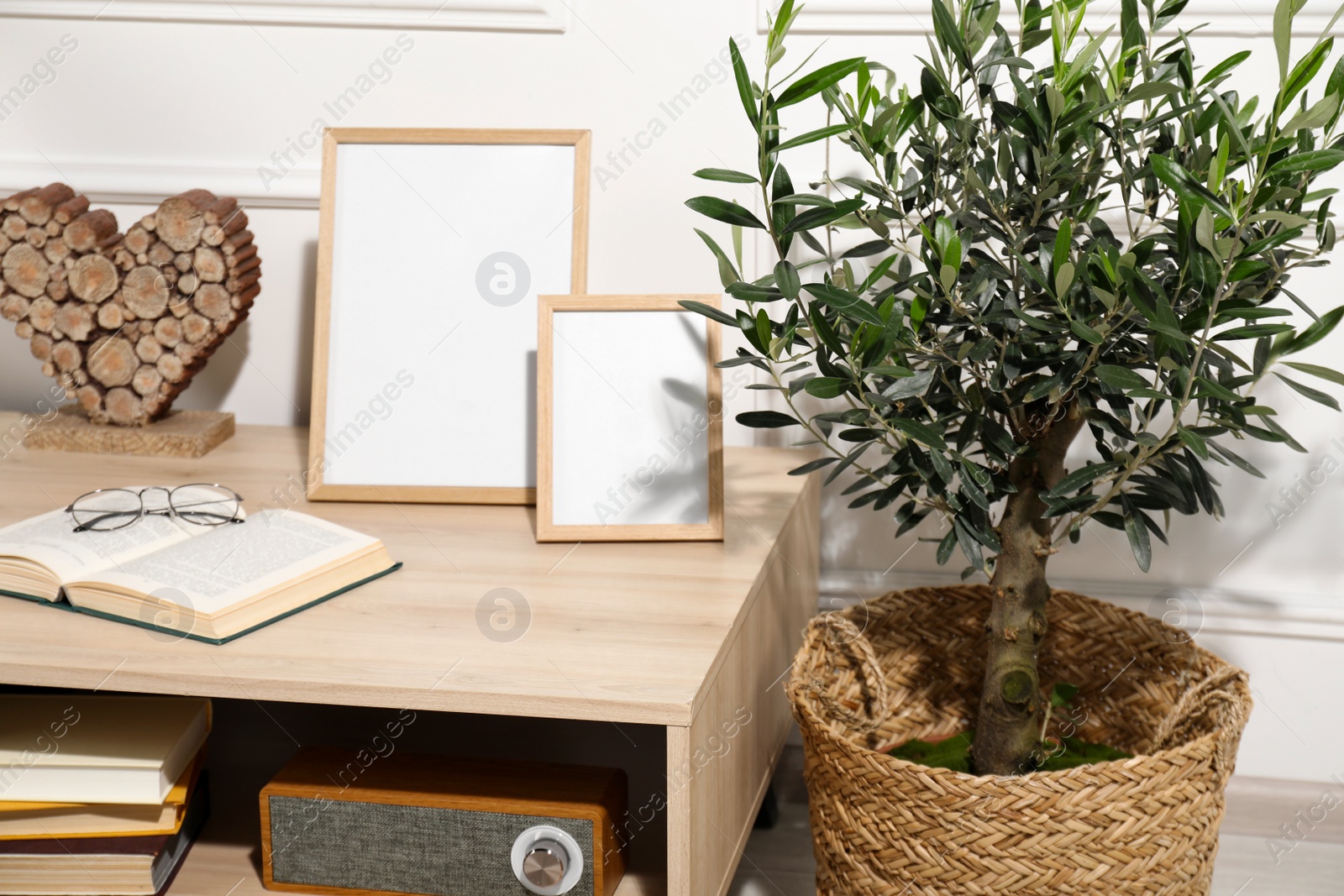 Photo of Beautiful young potted olive tree near table in living room. Interior element