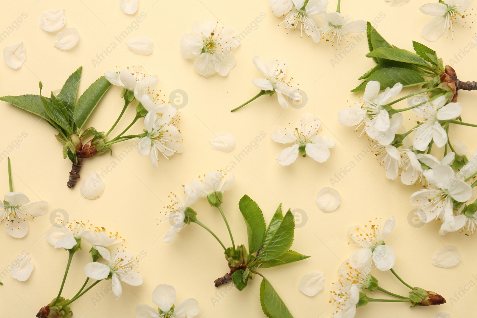 Photo of Beautiful spring tree blossoms and petals on beige background, flat lay