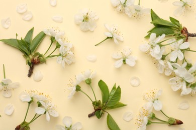 Beautiful spring tree blossoms and petals on beige background, flat lay