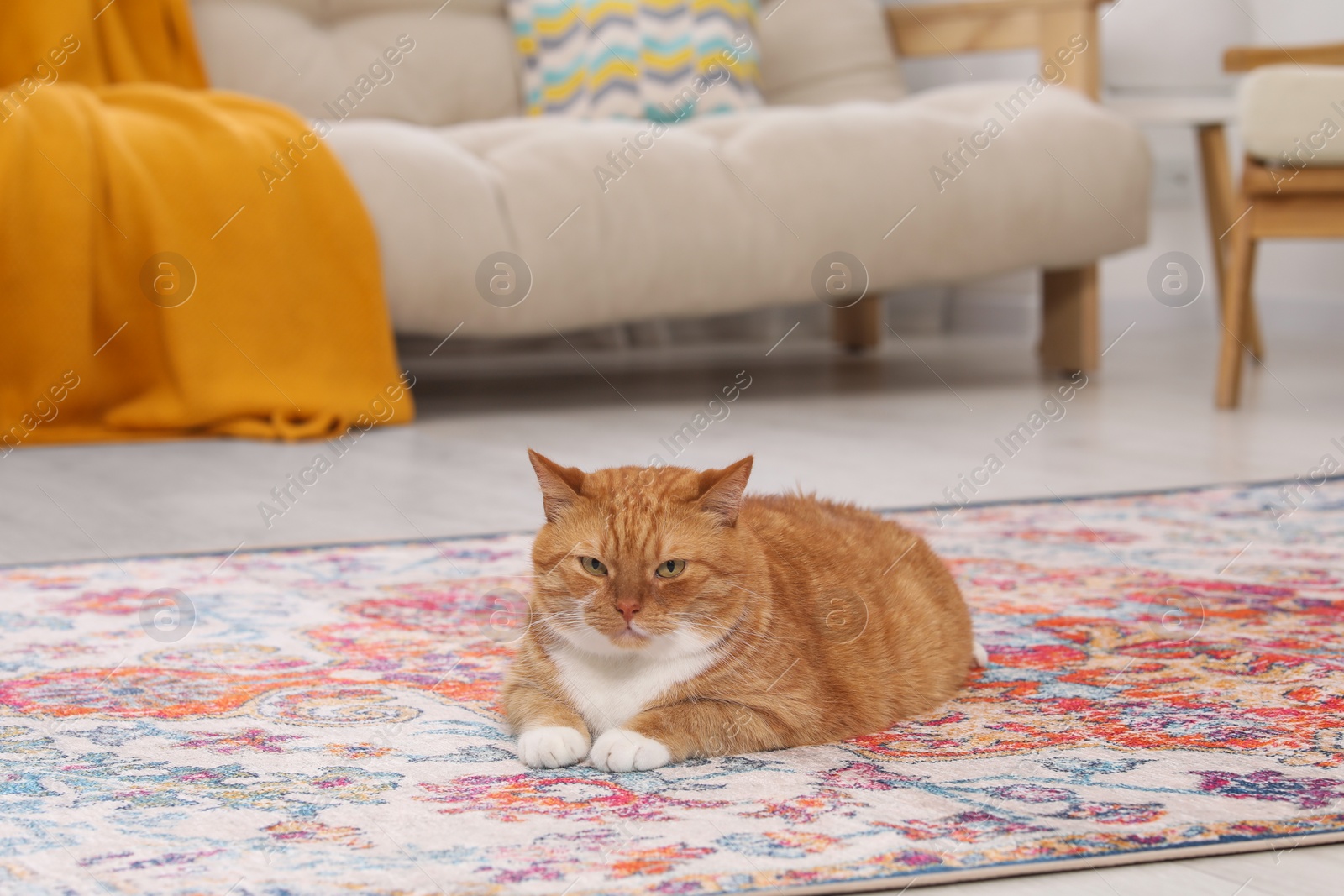 Photo of Cute ginger cat lying on carpet at home