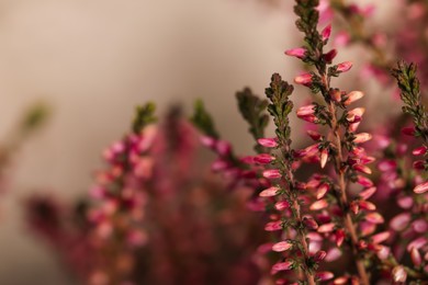 Heather shrub twigs with beautiful flowers on light background, closeup