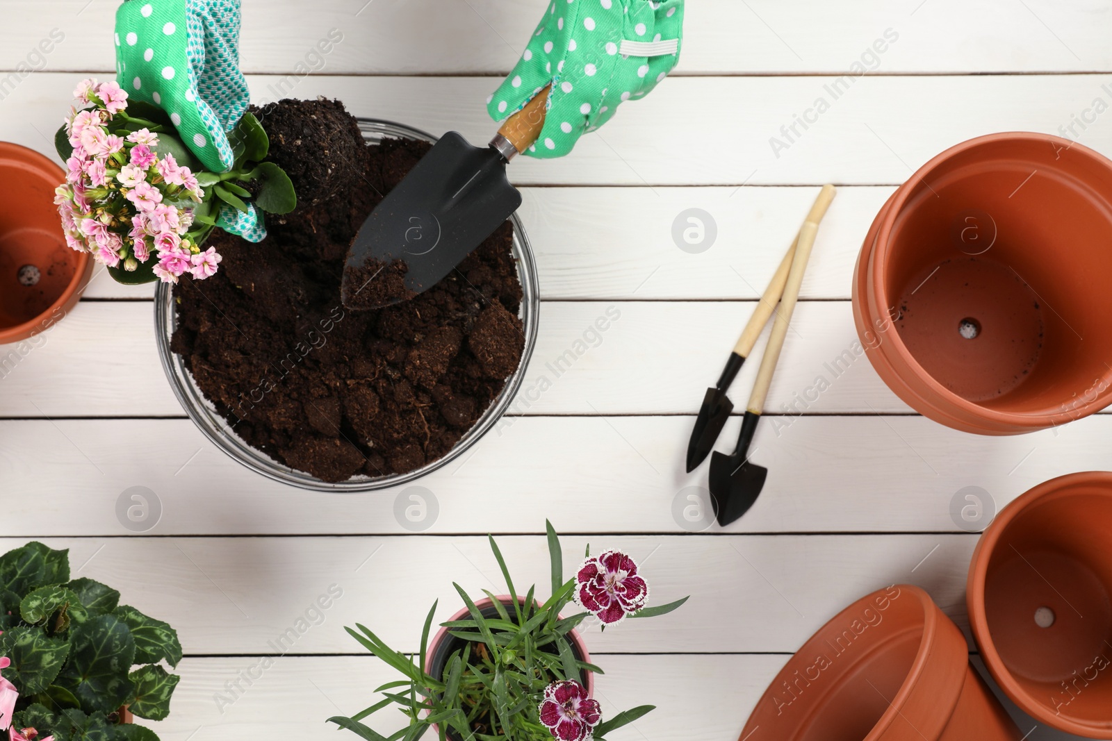 Photo of Transplanting houseplants. Woman with gardening tools, flowers and empty pots at white wooden table, top view