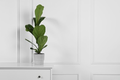 Potted ficus on chest of drawers near white wall, space for text. Beautiful houseplant