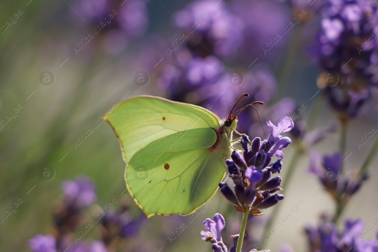 Photo of Beautiful butterfly in lavender field on sunny day, closeup