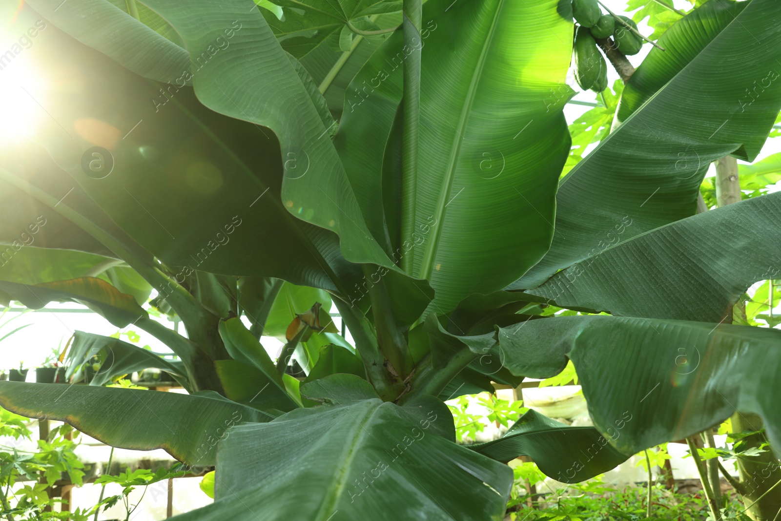 Photo of Banana tree with green leaves growing outdoors, closeup