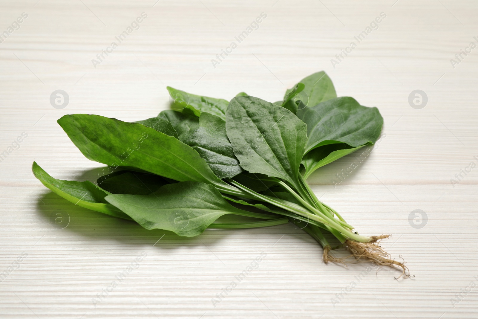 Photo of Broadleaf plantain leaves on white wooden table, closeup