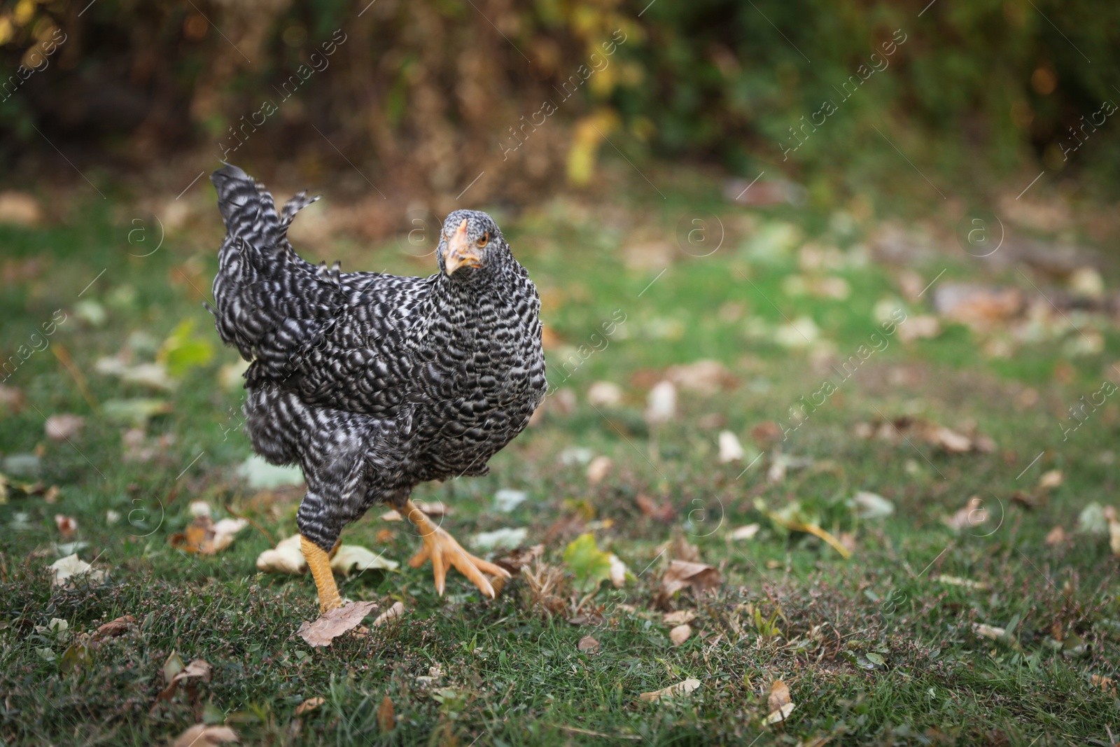 Photo of Beautiful chicken in yard on farm. Domestic animal