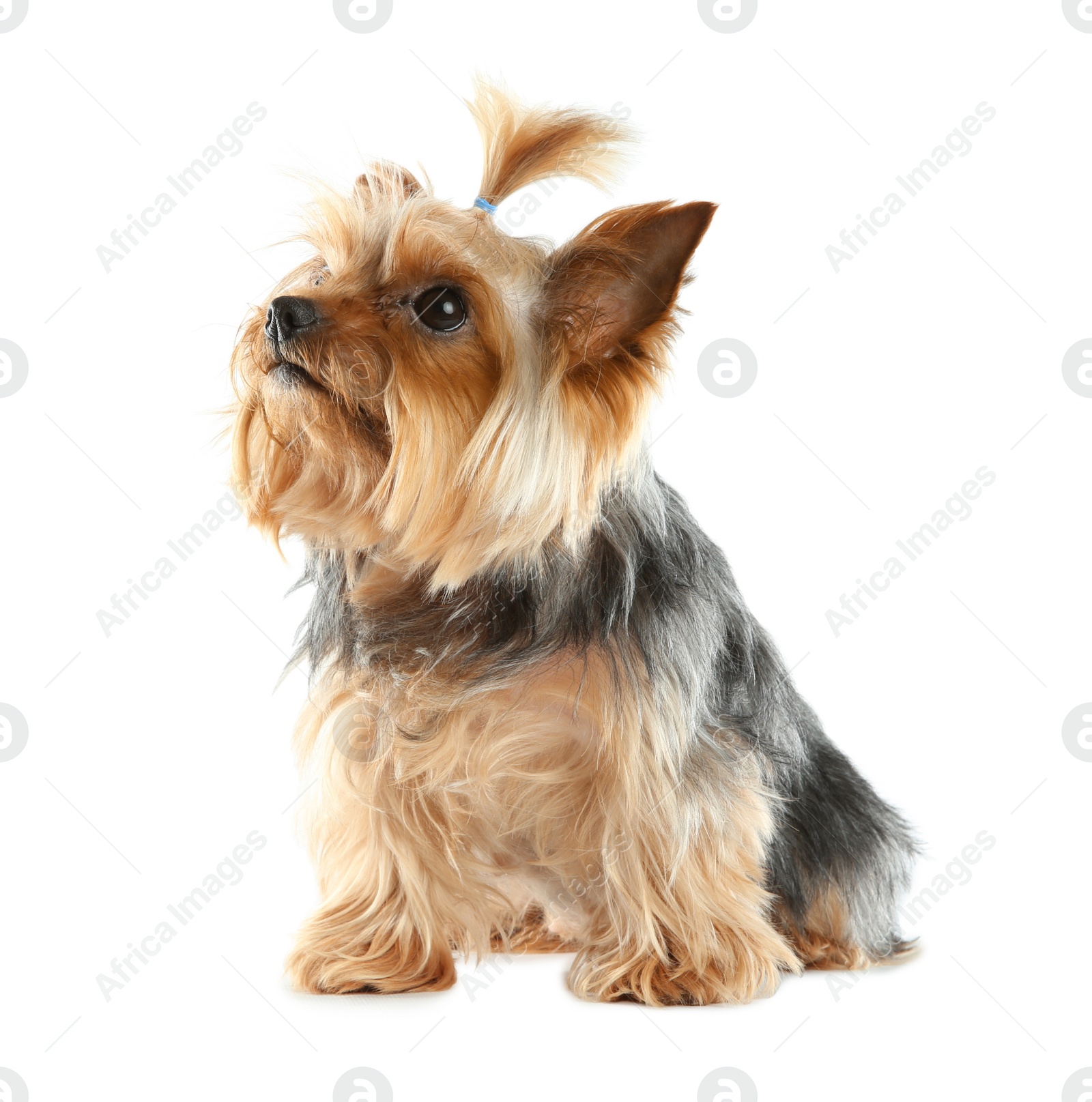 Photo of Yorkshire terrier isolated on white. Happy dog