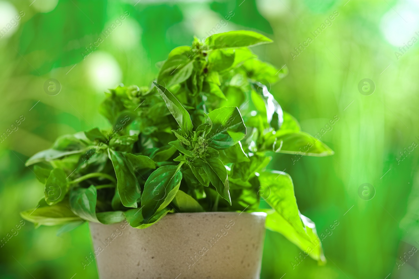 Photo of Green basil plant in pot on blurred background