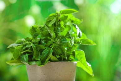 Green basil plant in pot on blurred background