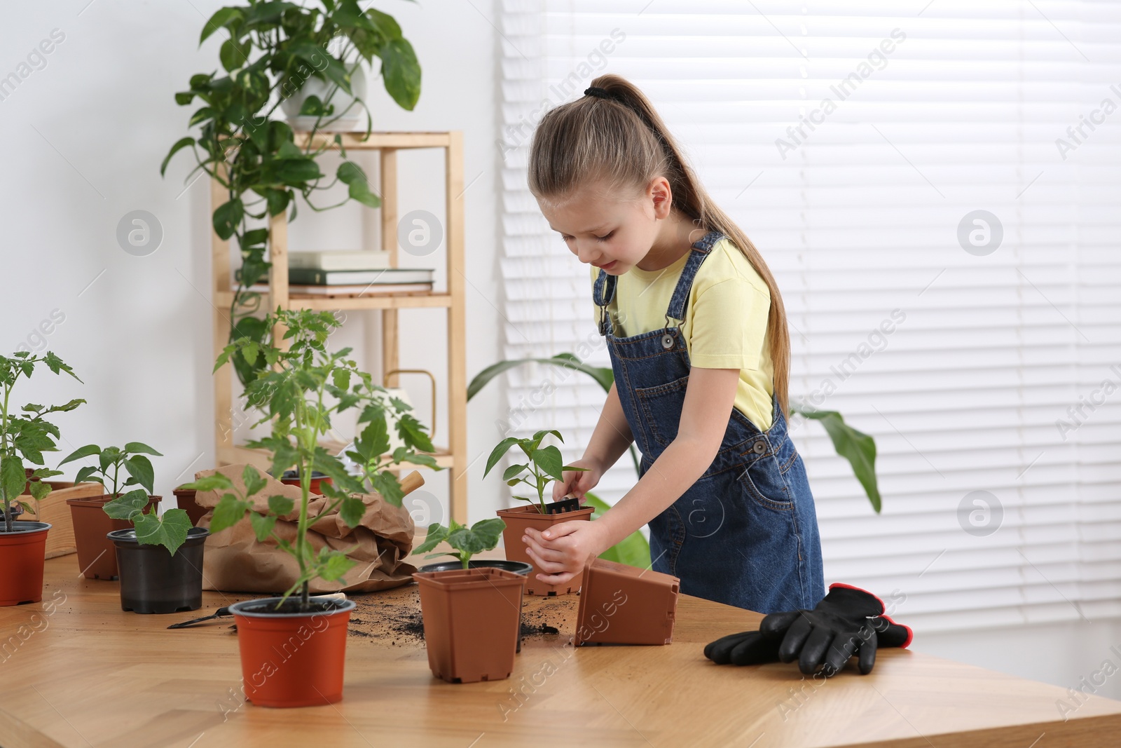 Photo of Cute little girl planting seedling in pot at wooden table in room