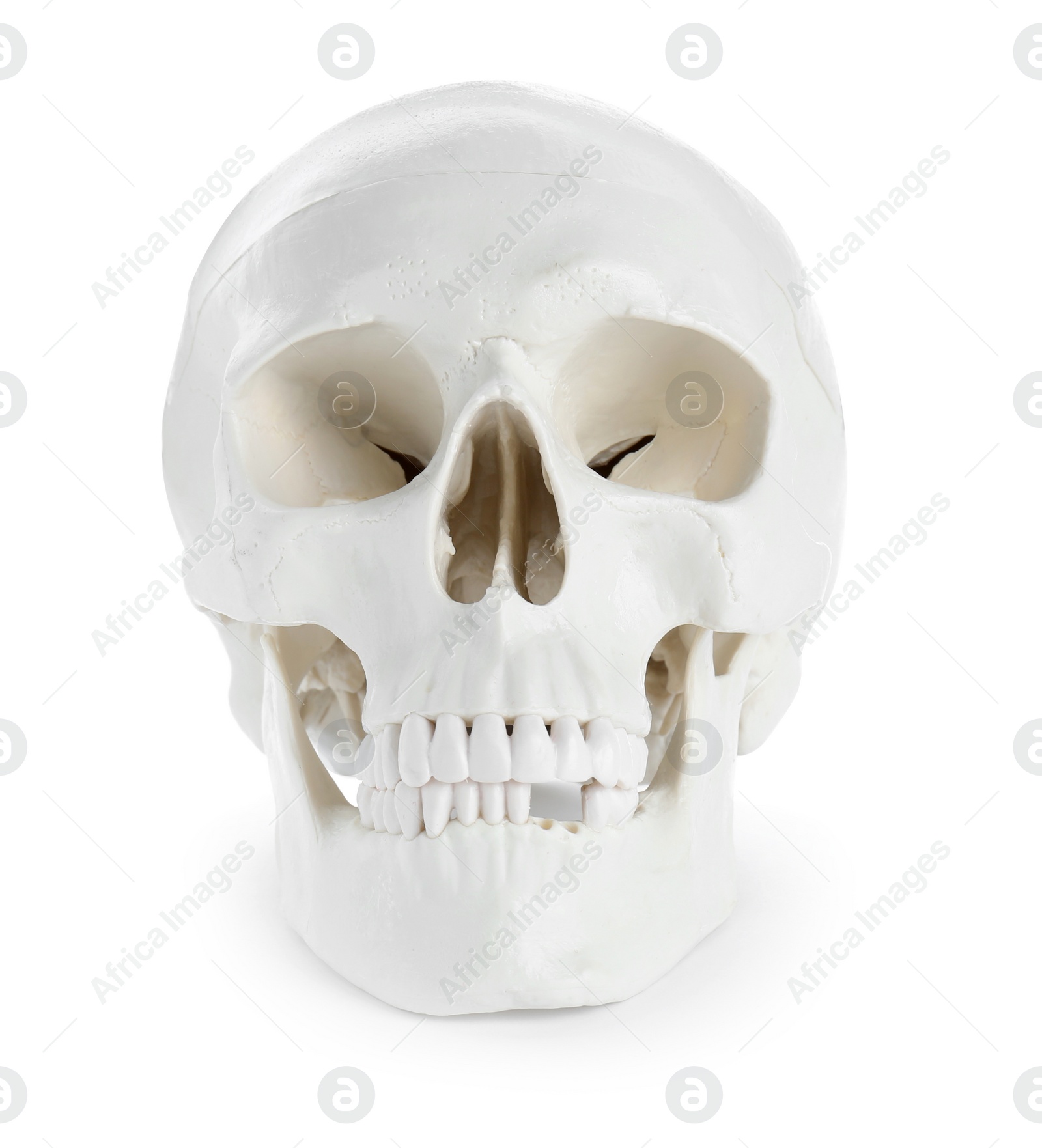 Photo of Human skull with teeth isolated on white