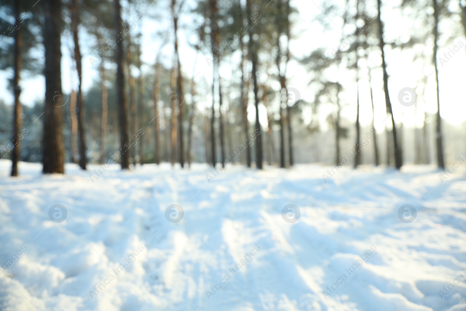 Photo of Beautiful snowy forest on sunny morning in winter, blurred view