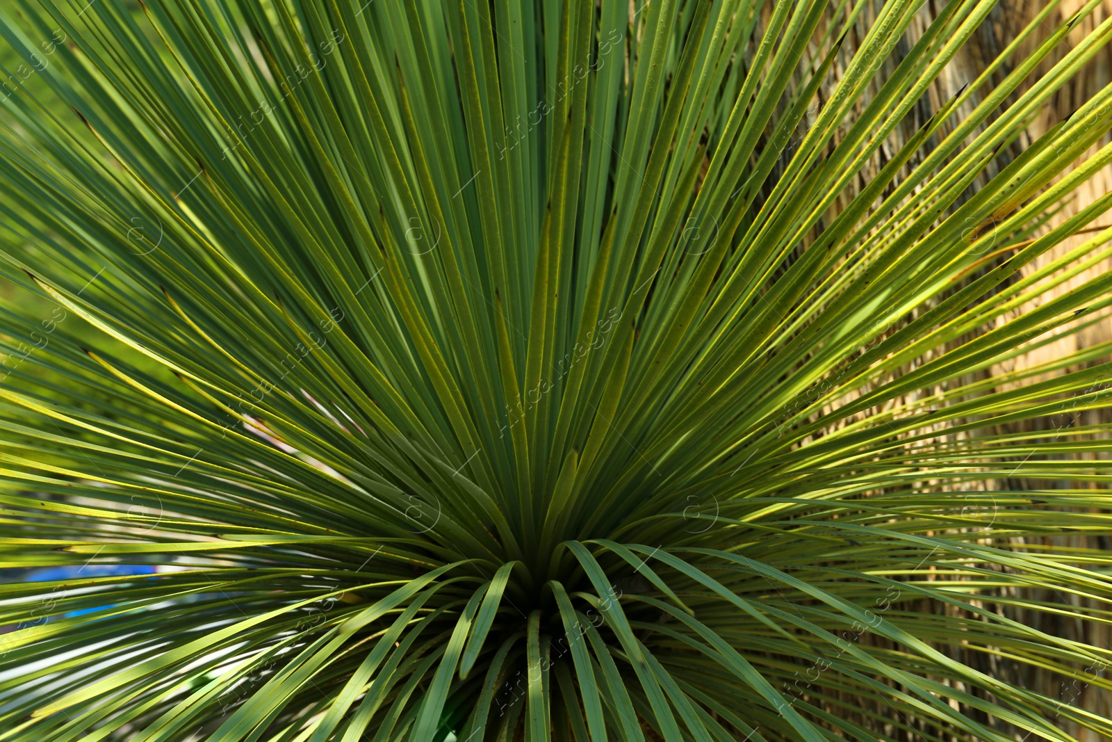 Photo of Beautiful palm tree with green leaves outdoors, closeup