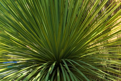 Photo of Beautiful palm tree with green leaves outdoors, closeup