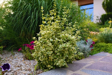 Beautiful garden with different plants on summer day