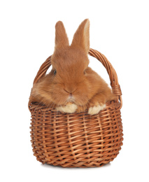 Photo of Adorable fluffy bunny in wicker basket isolated on white. Easter symbol