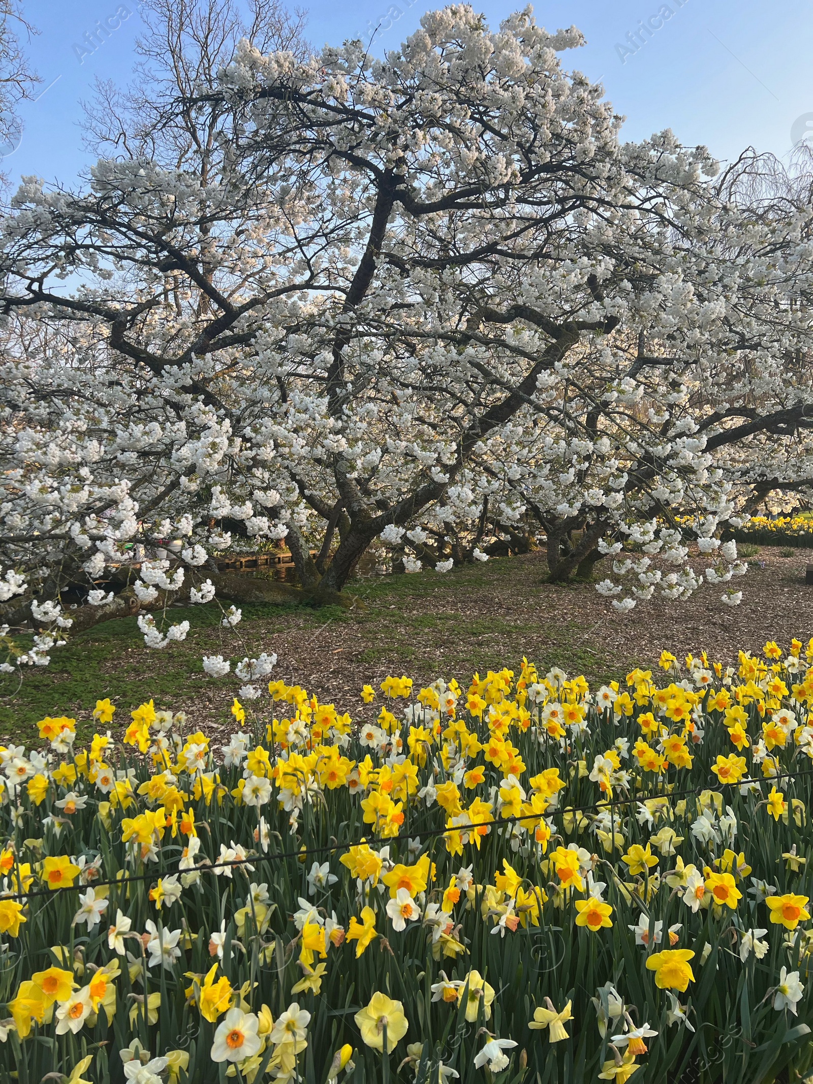 Photo of Beautiful colorful daffodil flowers growing near blooming trees in park