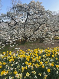 Beautiful colorful daffodil flowers growing near blooming trees in park