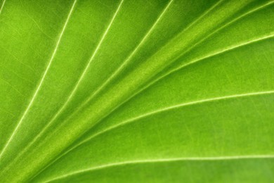 Photo of Macro photo of green leaf as background