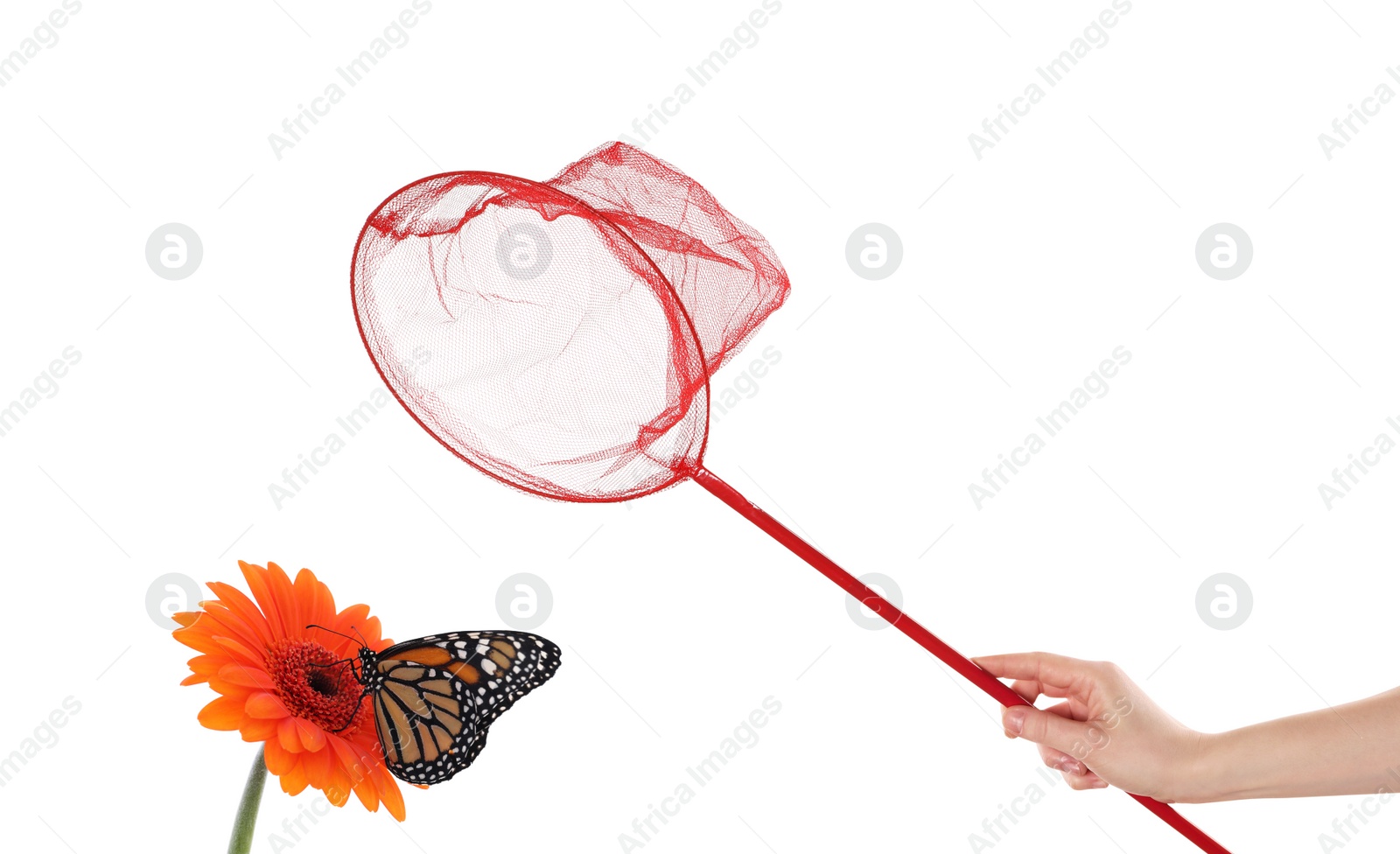 Image of Woman catching butterfly with net on white background, closeup