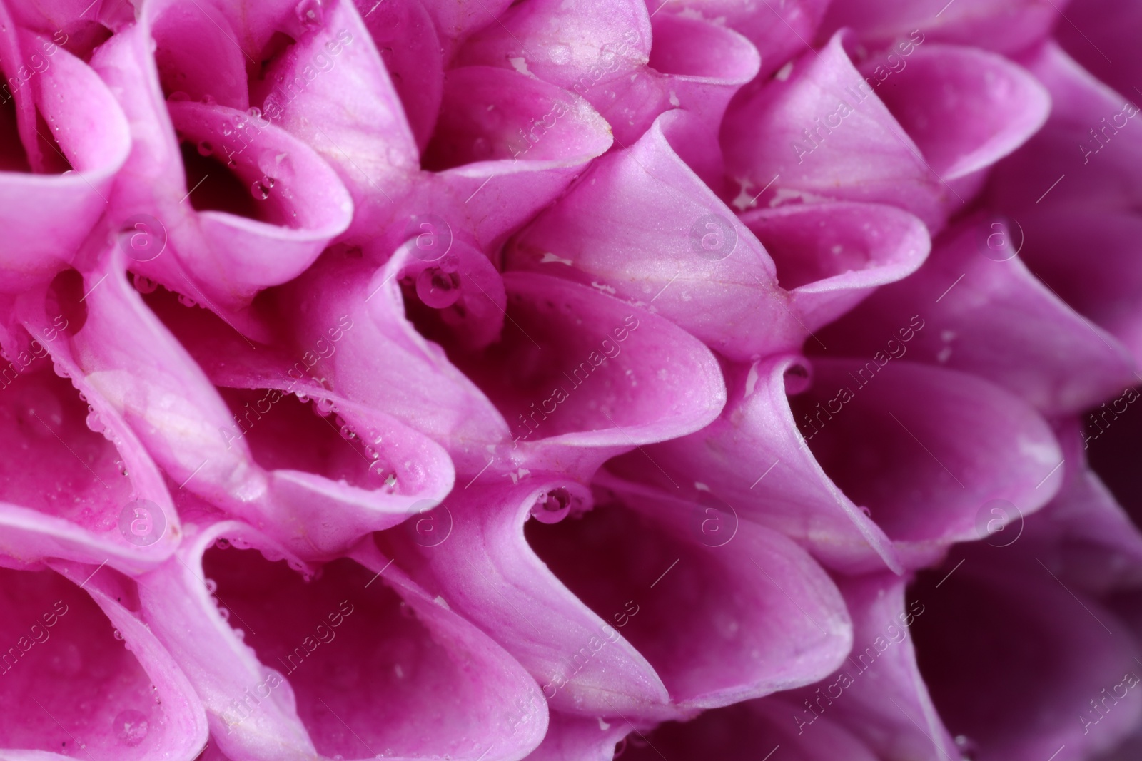 Photo of Beautiful Dahlia flower with water drops as background, macro