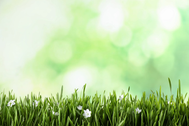 Photo of Fresh green grass and white flowers on blurred background, space for text. Spring season