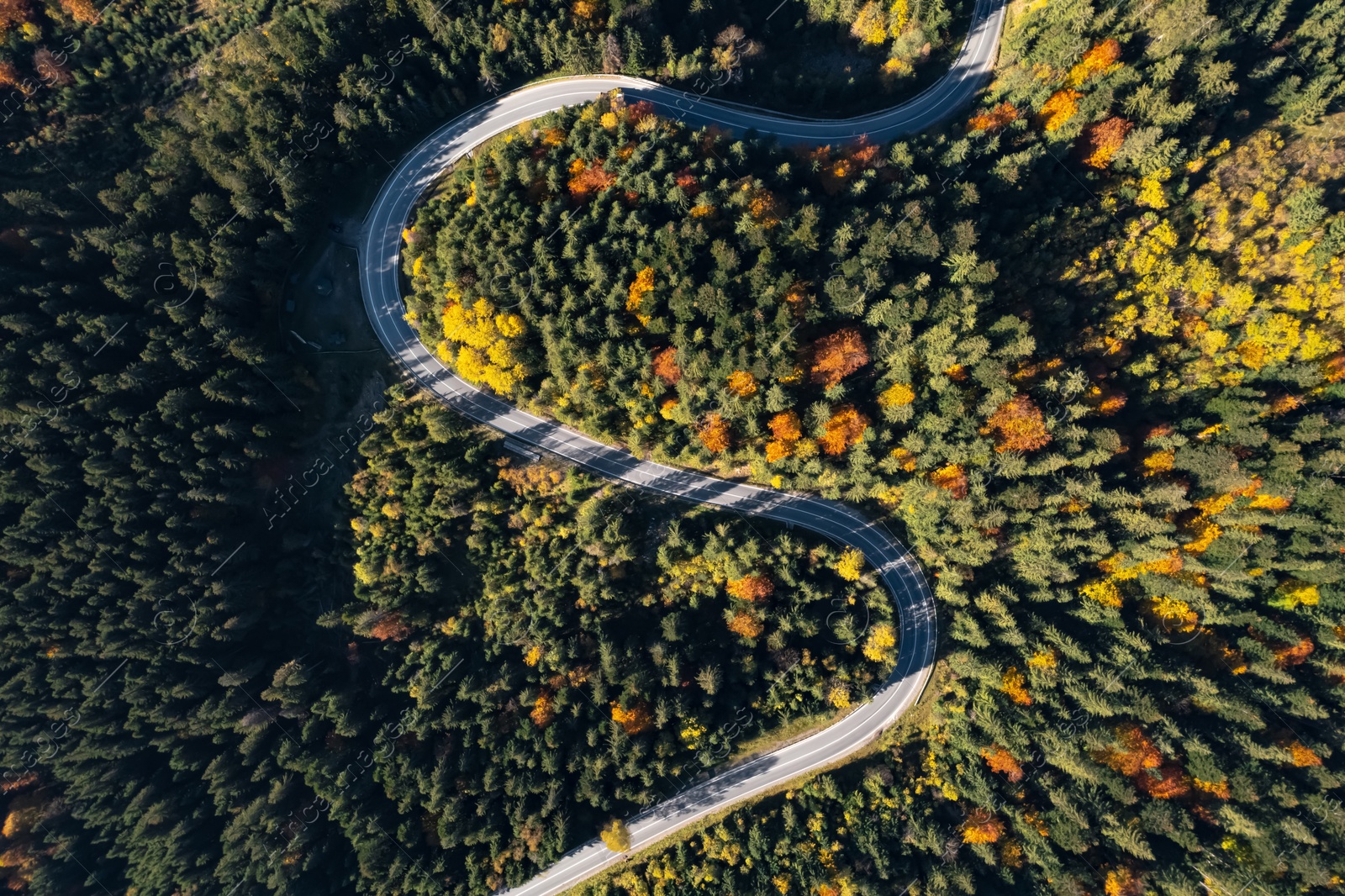 Image of Aerial view of asphalt road surrounded by coniferous forest on sunny day. Drone photography