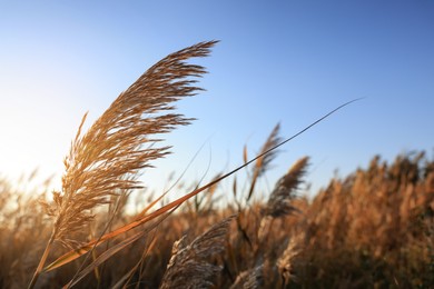 Dry reed growing outdoors on sunny day