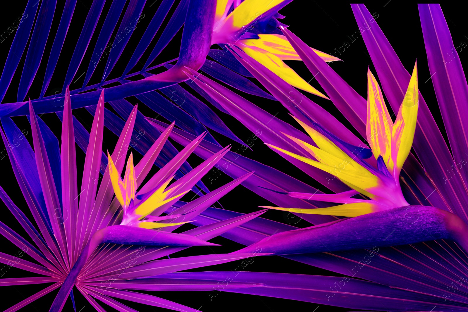 Image of Tropical leaves and flowers in neon colors on black background