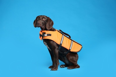 Dog rescuer in life vest on light blue background