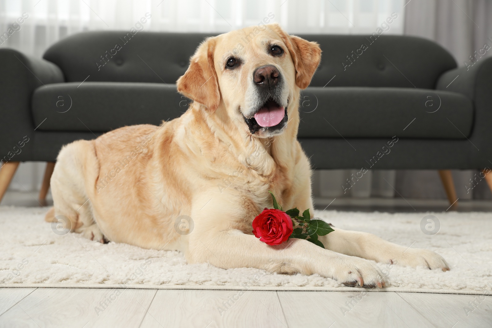 Photo of Cute Labrador Retriever with red rose flower on soft rug in room